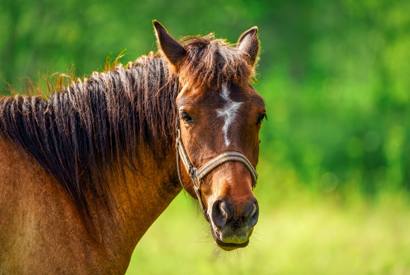 Barn Hazards to Watch for This Spring: Protecting Your Horse from Hidden Toxins