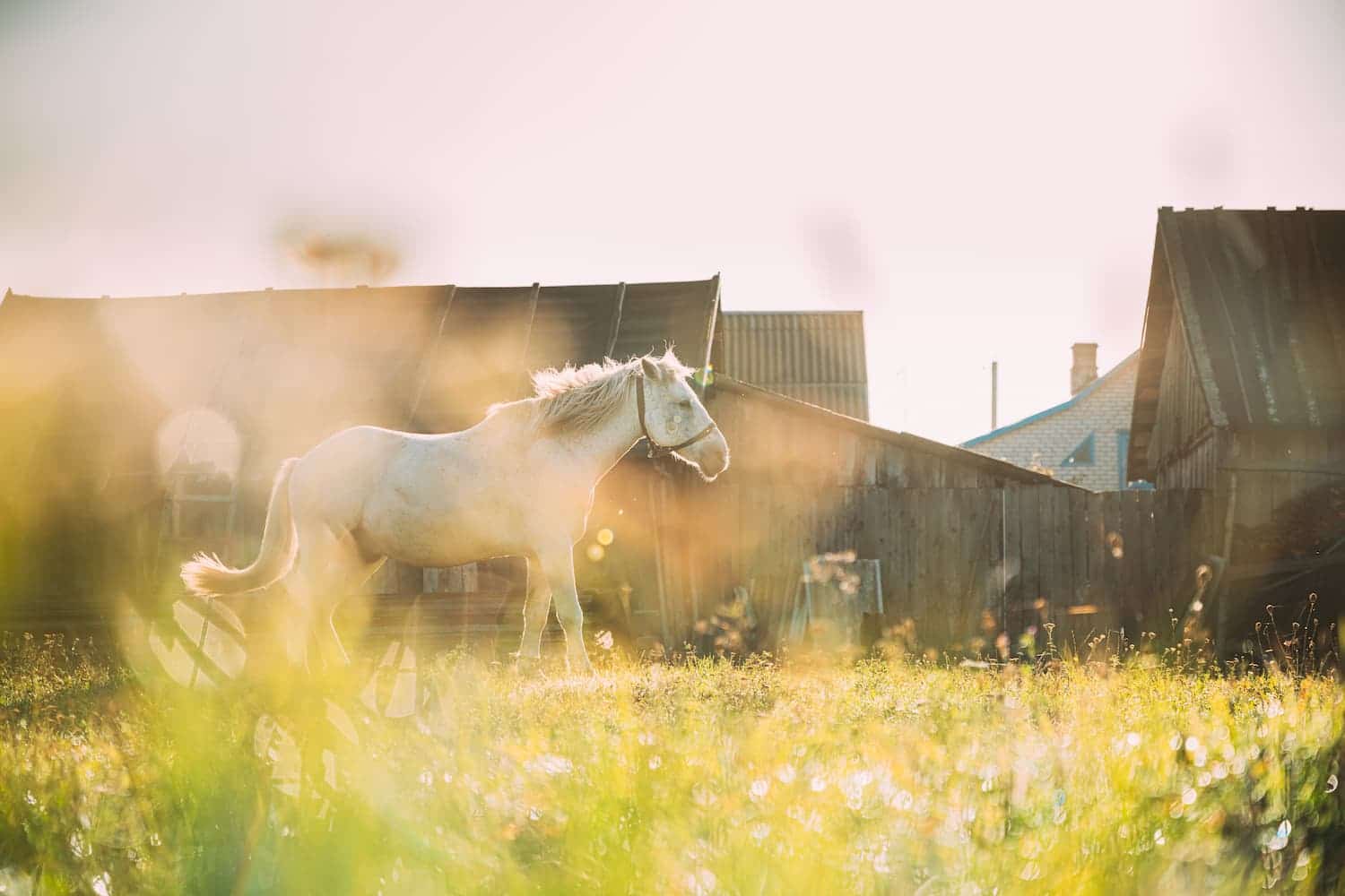 A white horse stands in a sunlit field with rustic wooden buildings in the background.