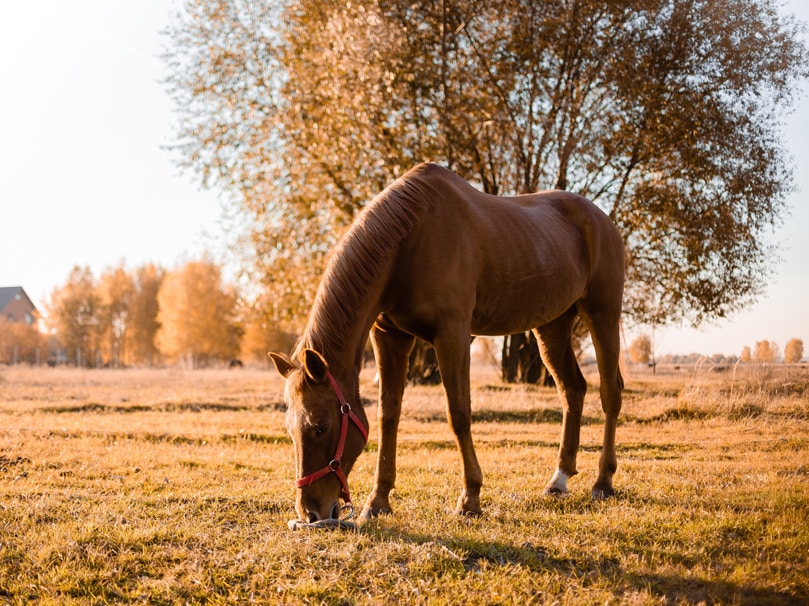 Protecting Your Horse from the Virus