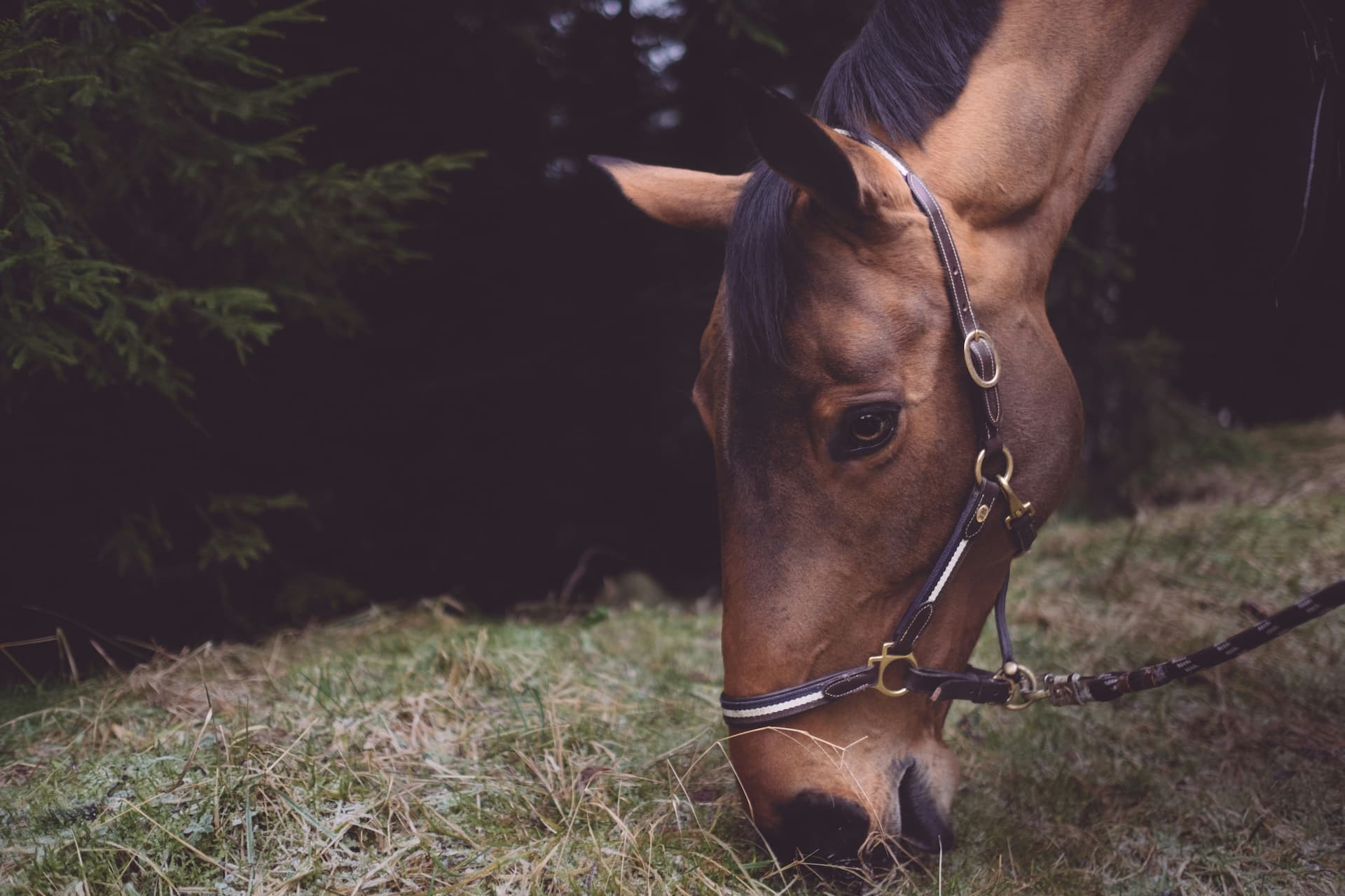 Close-up of a brown horse grazing on grass, wearing a bridle, with dark green foliage in the background.