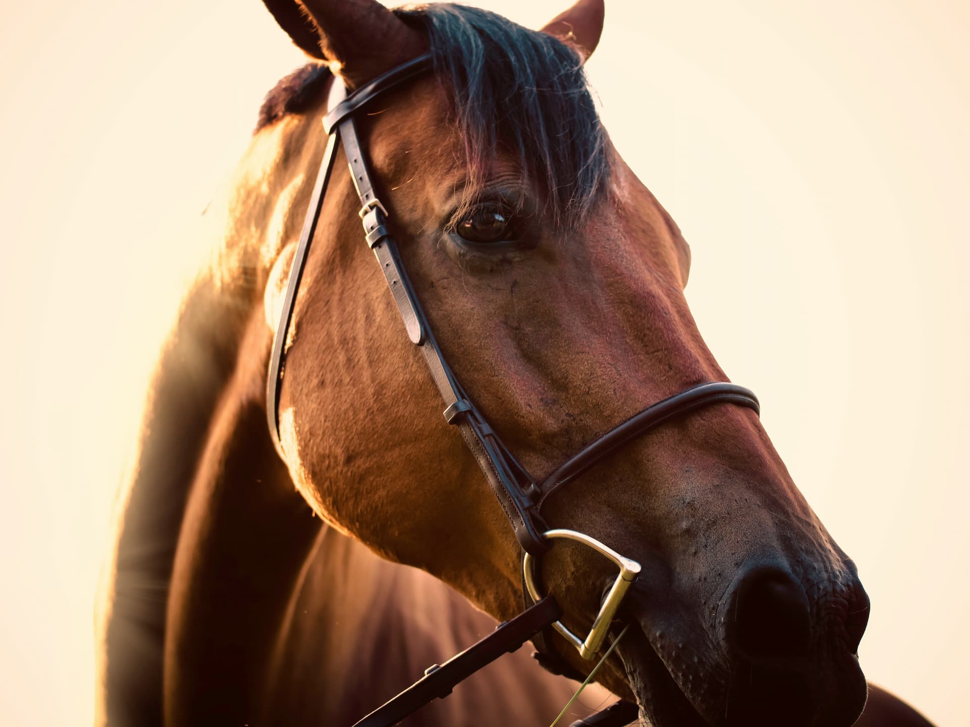 Close-up of a horse's face and neck, with the sun creating a warm glow. The horse wears a bridle.