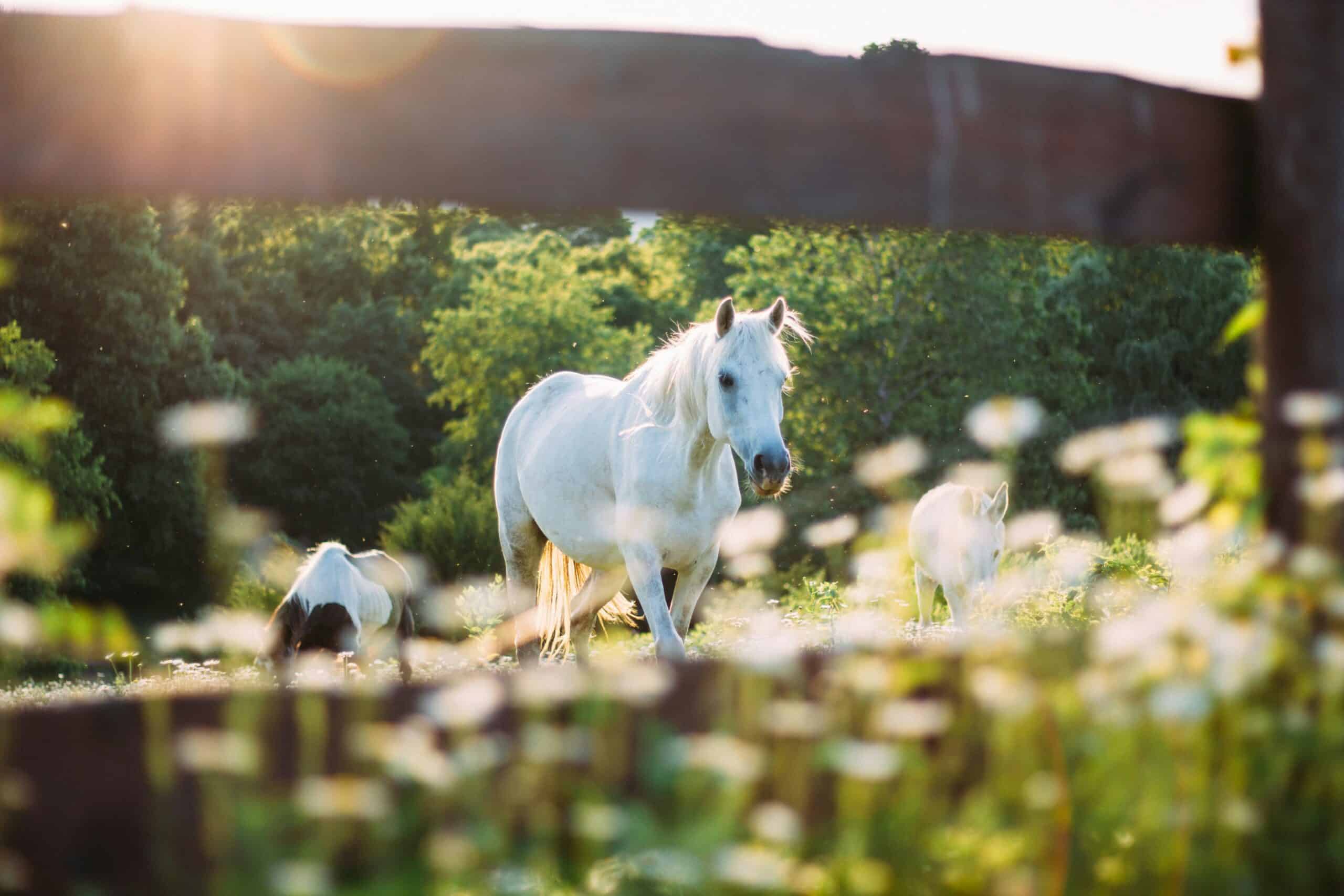 A white horse stands in a sunlit field with wildflowers, surrounded by greenery and a wooden fence in the foreground.