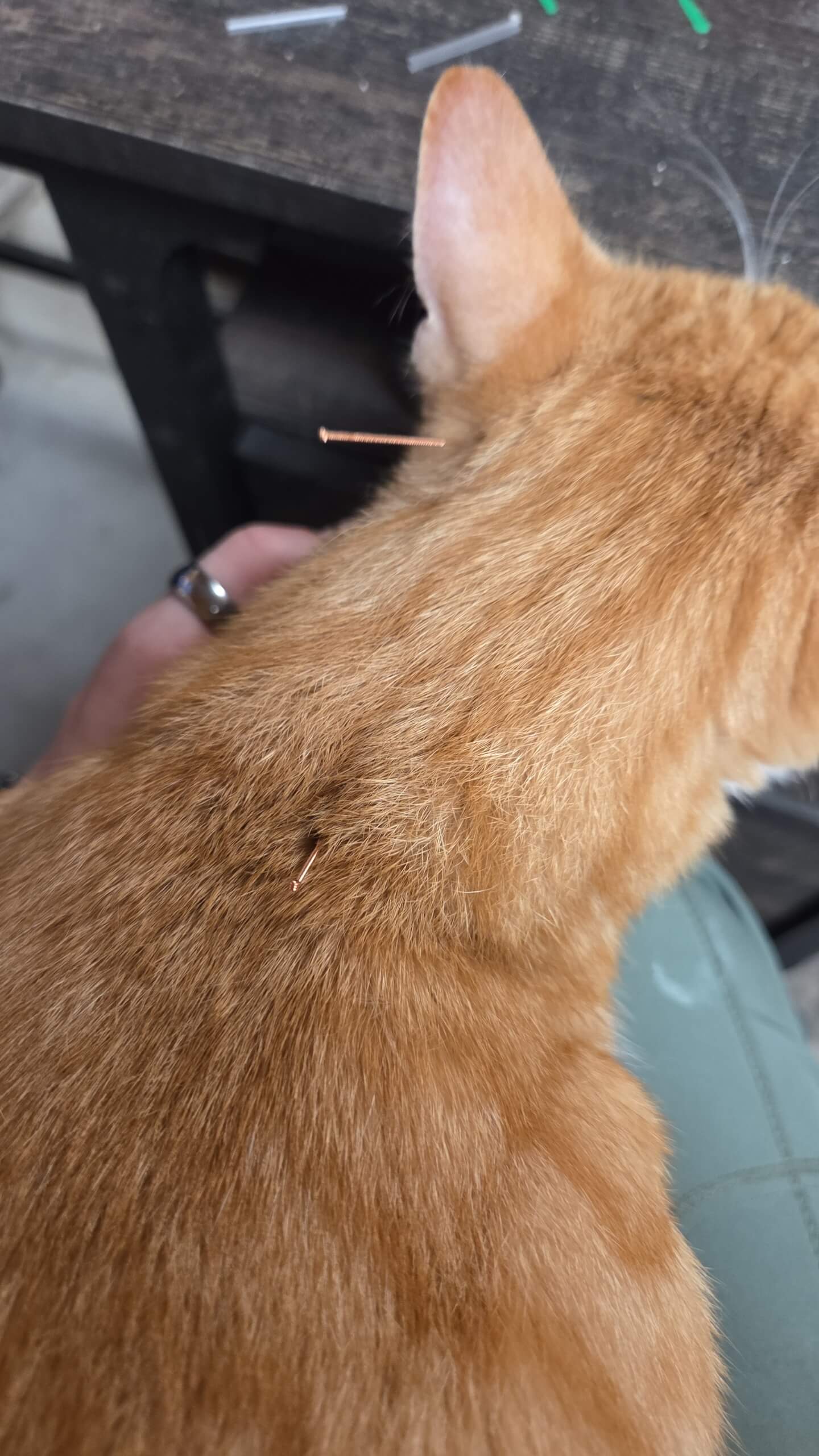 A ginger cat with acupuncture needles inserted in its back and neck sits on someone’s lap near a wooden table.