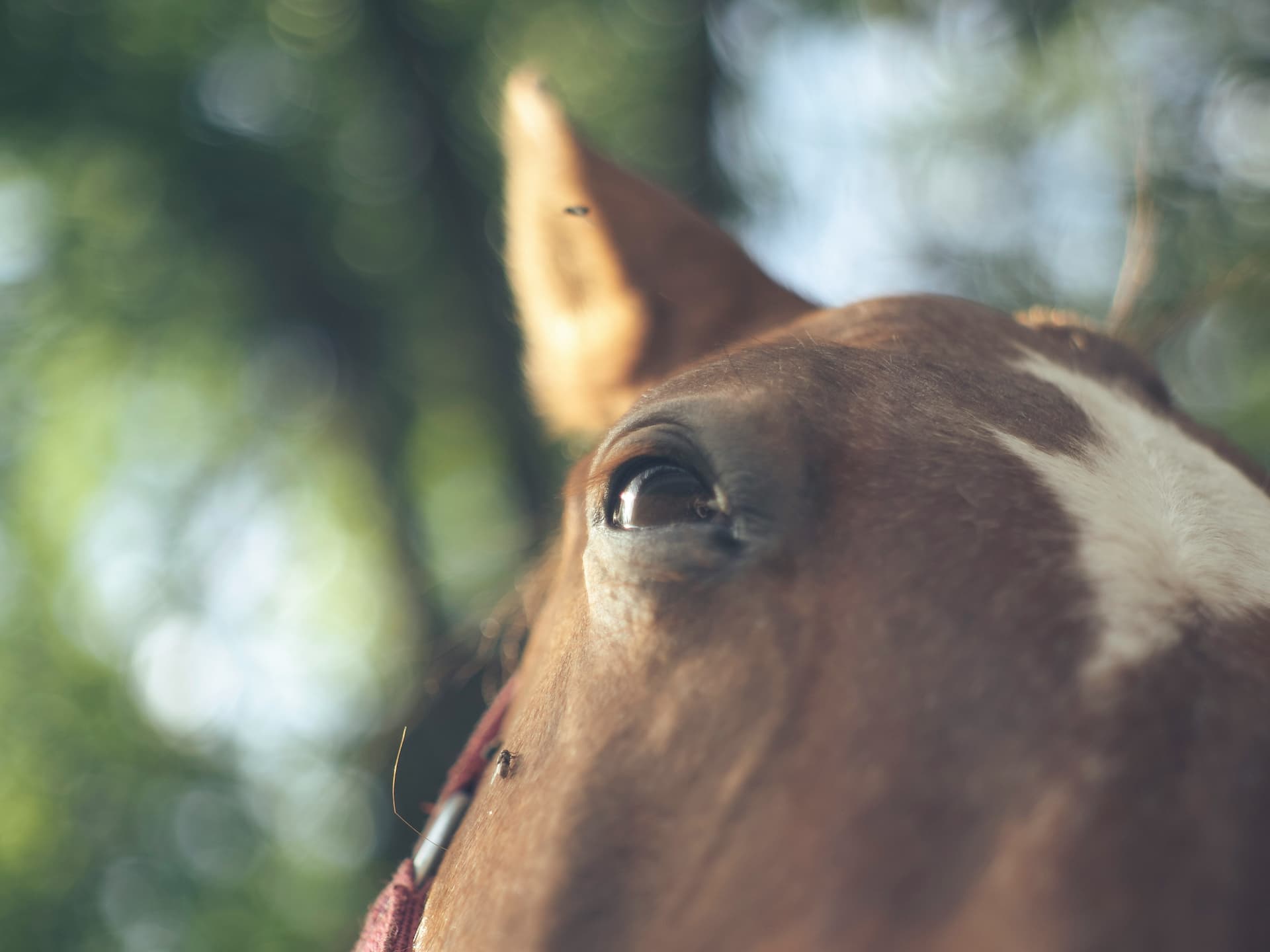 Close-up of a horse's eye and ear, with a blurred green background.